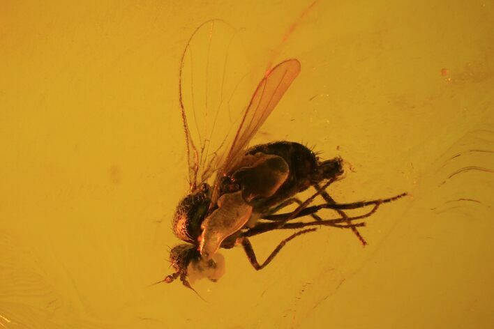 Detailed Fossil Fly (Diptera) In Baltic Amber #81735